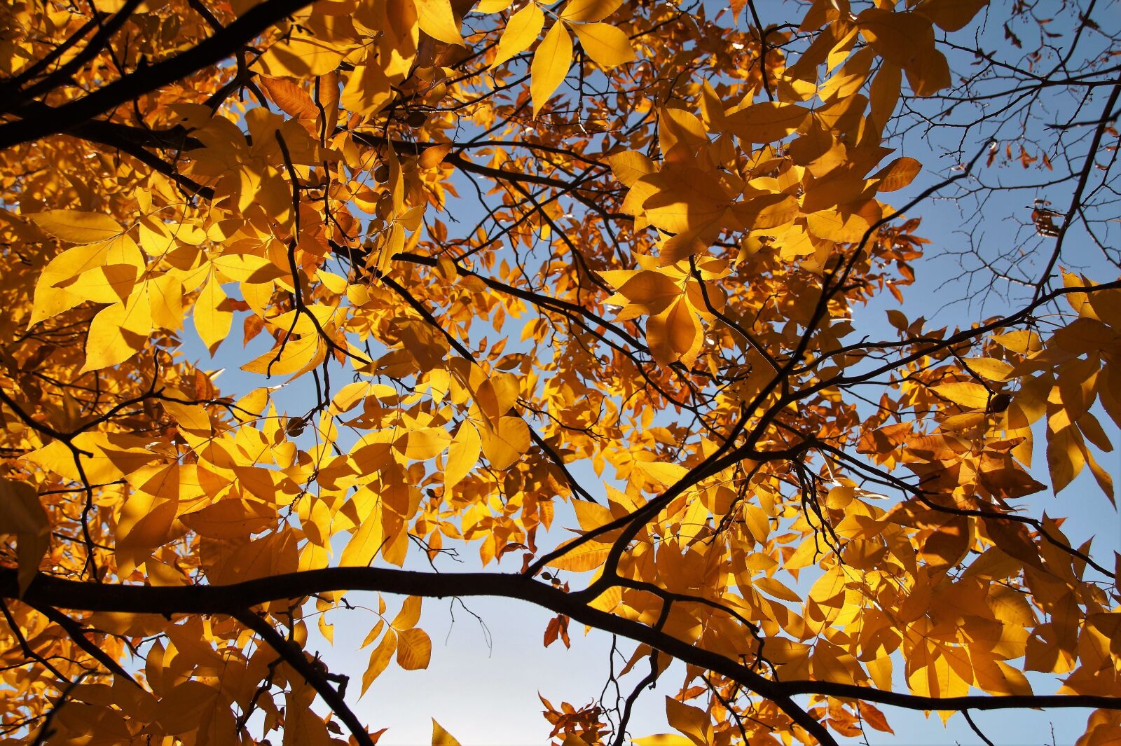 Sony SLT-A58 sample photo. Tree, foliage, autumn photography