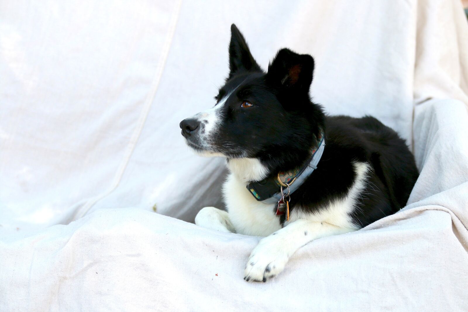 Canon EOS 70D sample photo. Pet, dog, animal photography