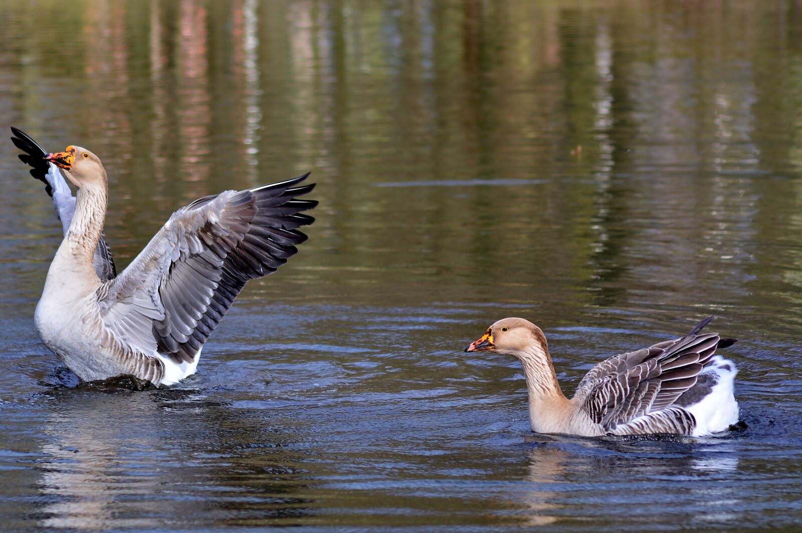 Nikon D5200 sample photo. H cker goose, bird photography