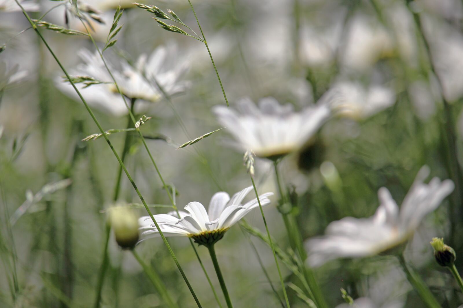 Canon EF-S 55-250mm F4-5.6 IS STM sample photo. Margin renon, flower meadow photography