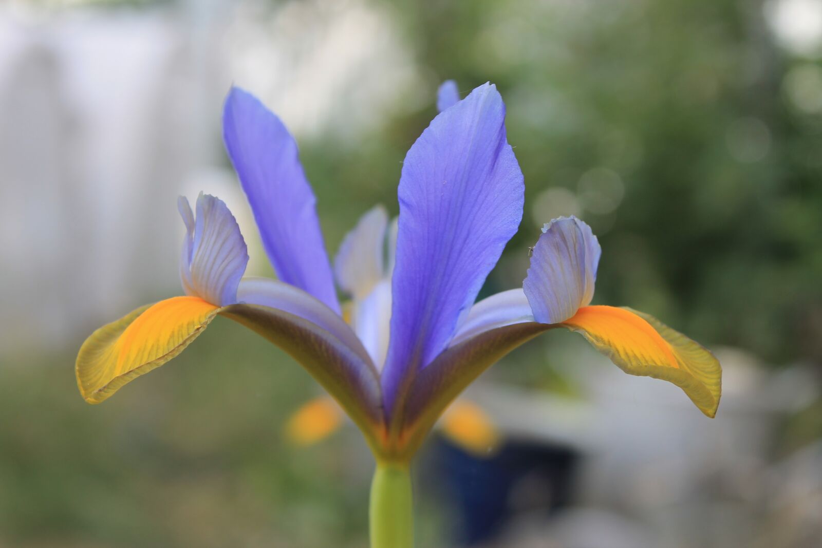 Canon EOS 1100D (EOS Rebel T3 / EOS Kiss X50) sample photo. Iris marsh, purple, yellow photography