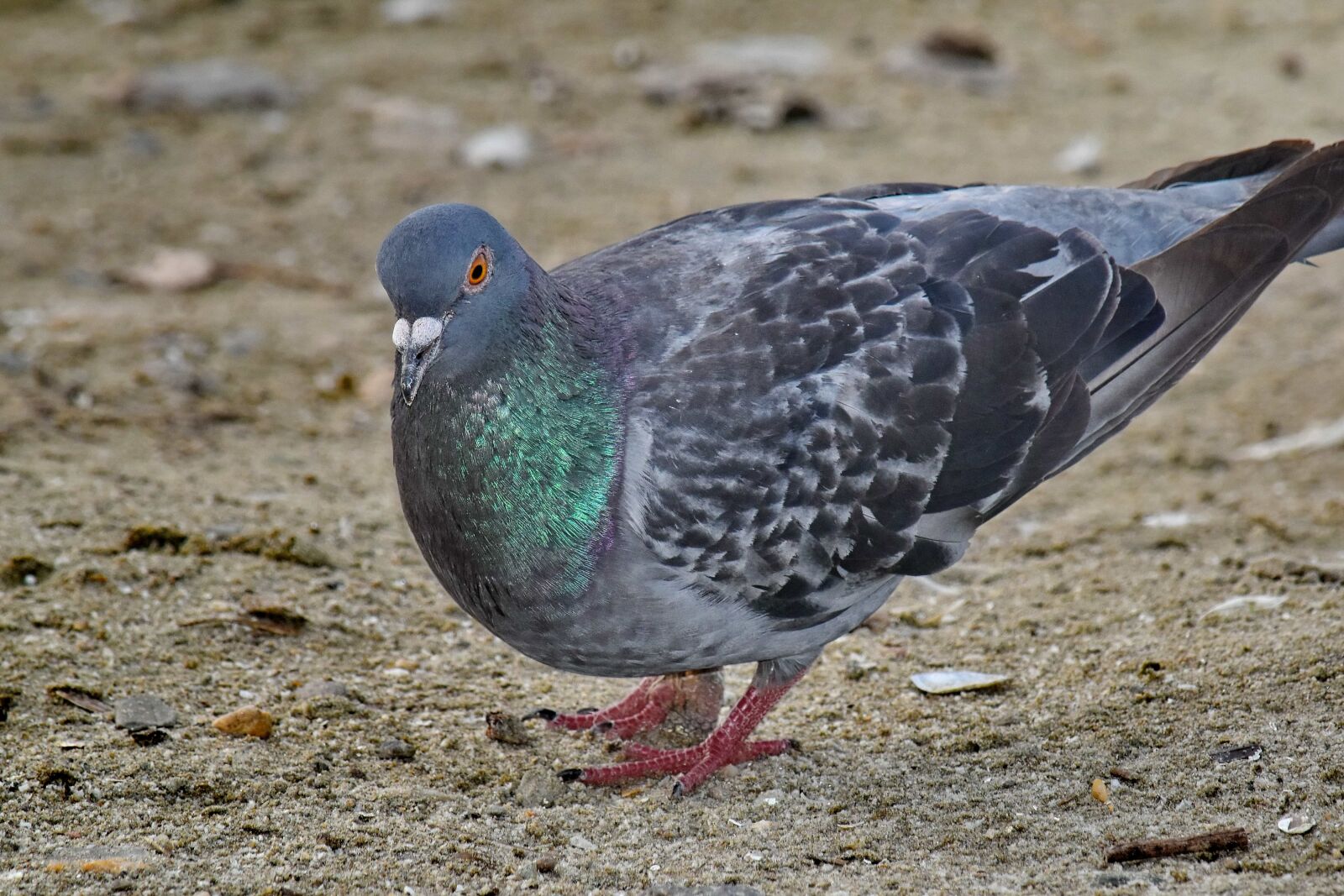 Nikon D5500 sample photo. Beach, pigeon, portrait, sand photography