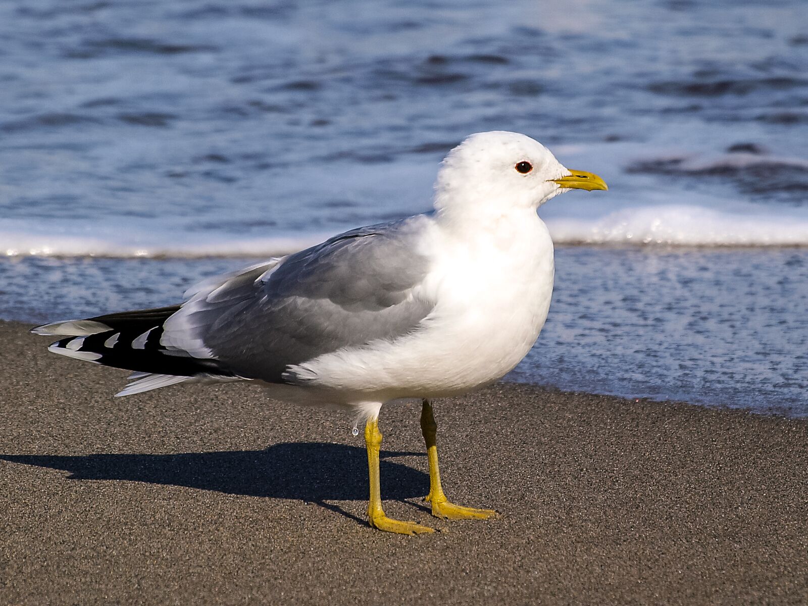 Olympus E-3 sample photo. Mew gull, seagull, bird photography