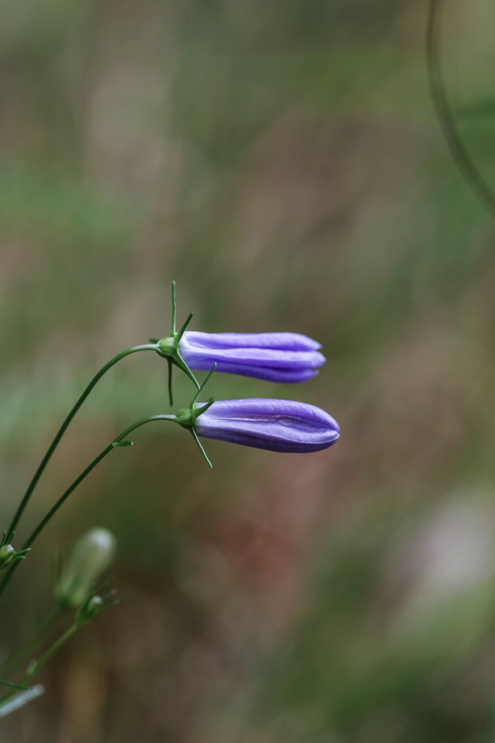 Canon EOS 7D Mark II sample photo. Bluebell, wild flower, flower photography