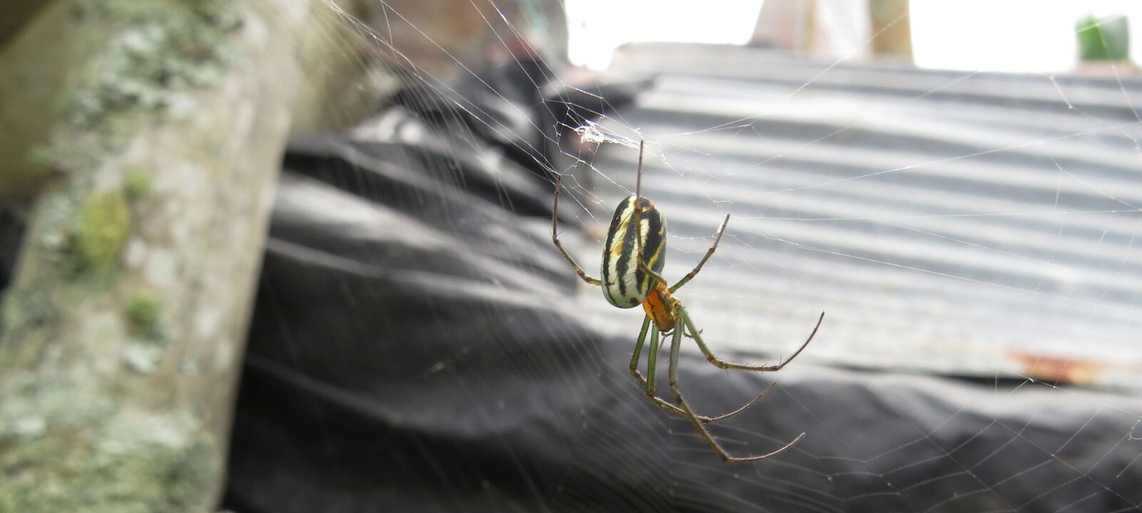 Canon PowerShot SX50 HS sample photo. Insect, spider, macro photography