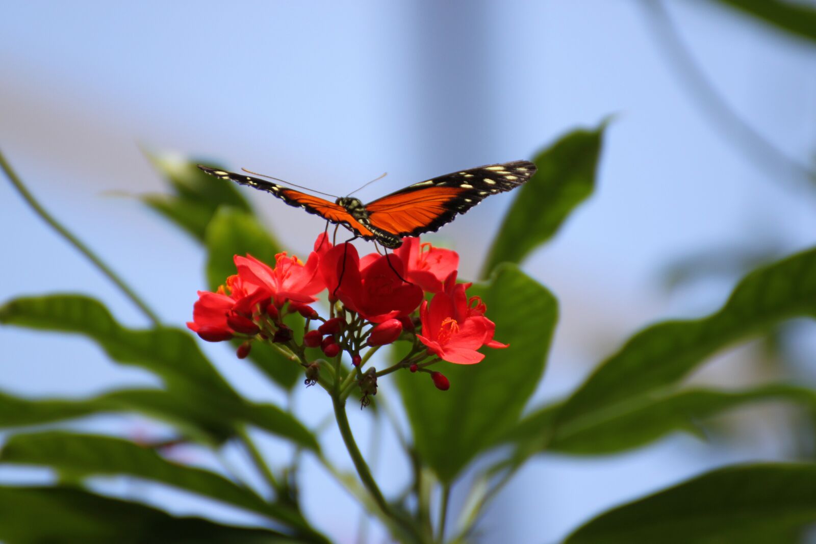 Canon EOS 500D (EOS Rebel T1i / EOS Kiss X3) sample photo. Butterfly, red flower, insect photography
