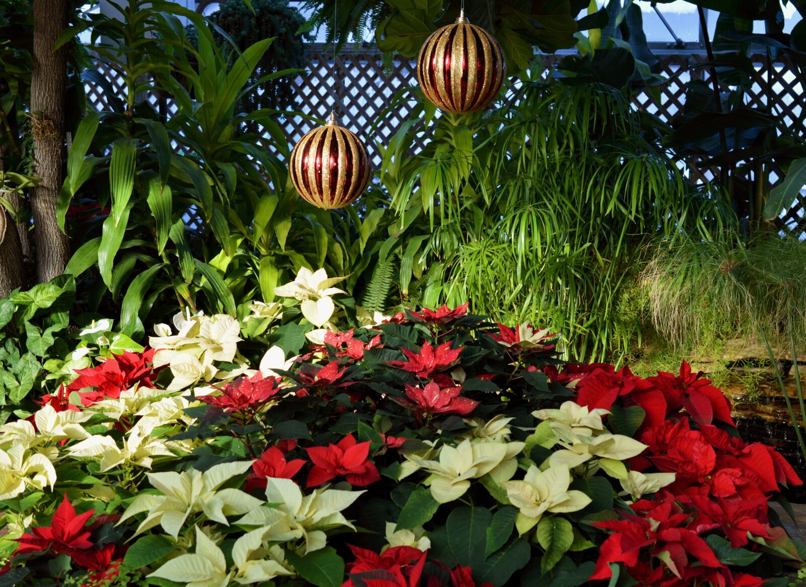 Nikon D3200 sample photo. Christmas, decorative, poinsettia photography
