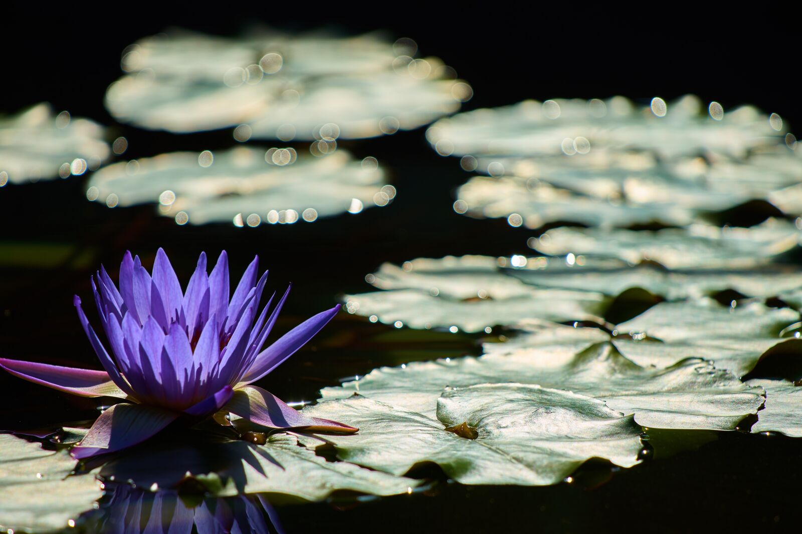Sony a7 II + DT 70-300mm F4-5.6 SAM sample photo. Water lily, waterside, aquatic photography