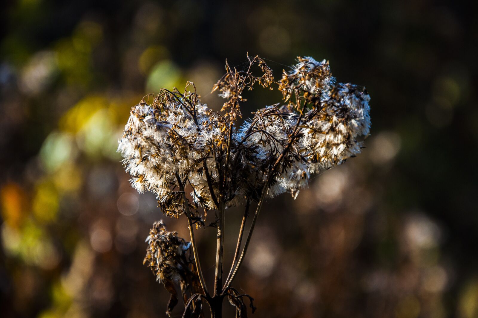 Nikon D90 sample photo. Nature, forest, castle olsztyn photography
