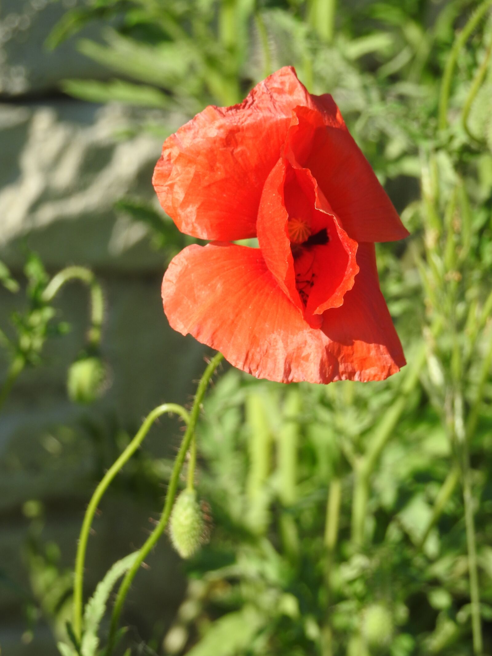 Nikon Coolpix P900 sample photo. Poppy, a flower of photography