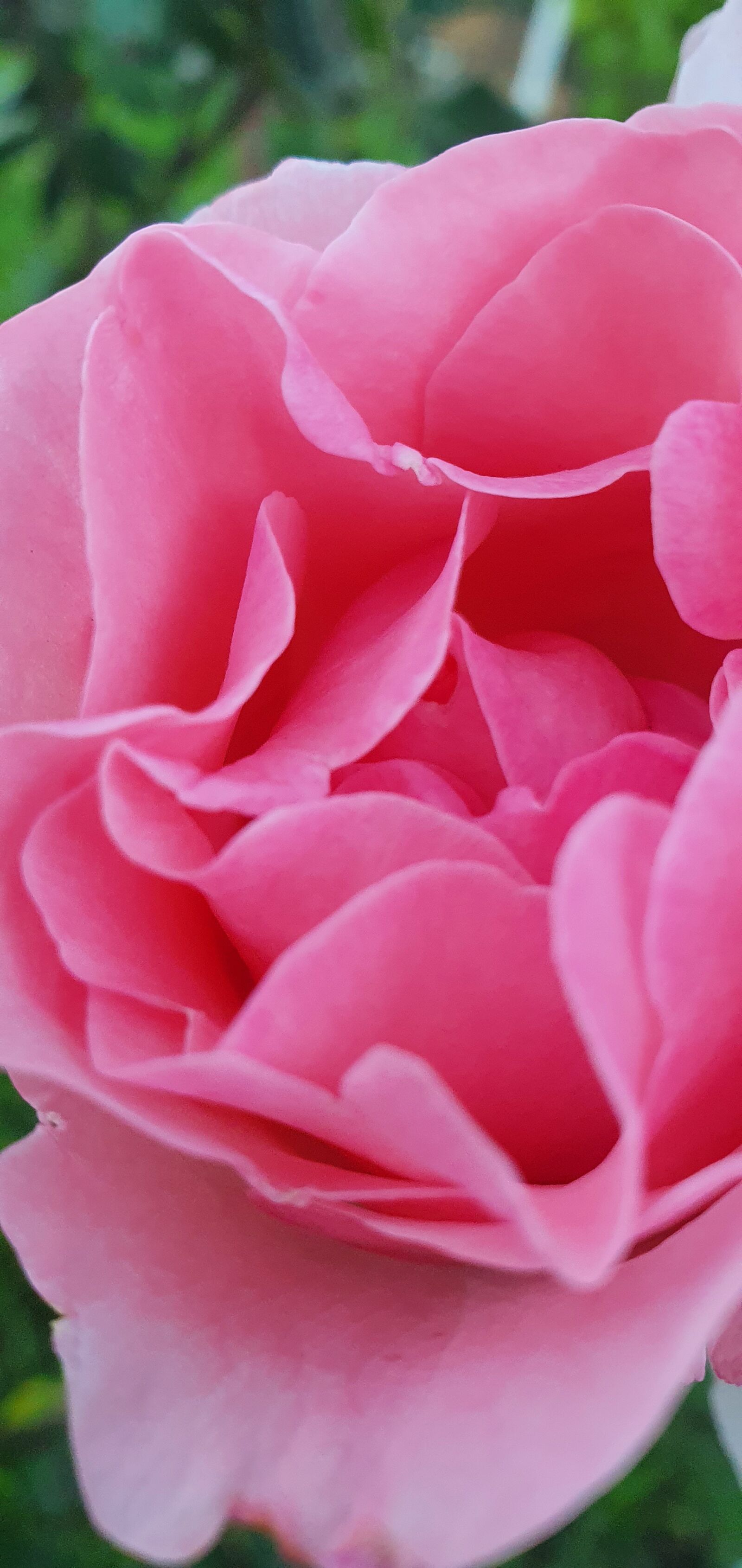 Samsung Galaxy S10e sample photo. Nature, pink, rose photography