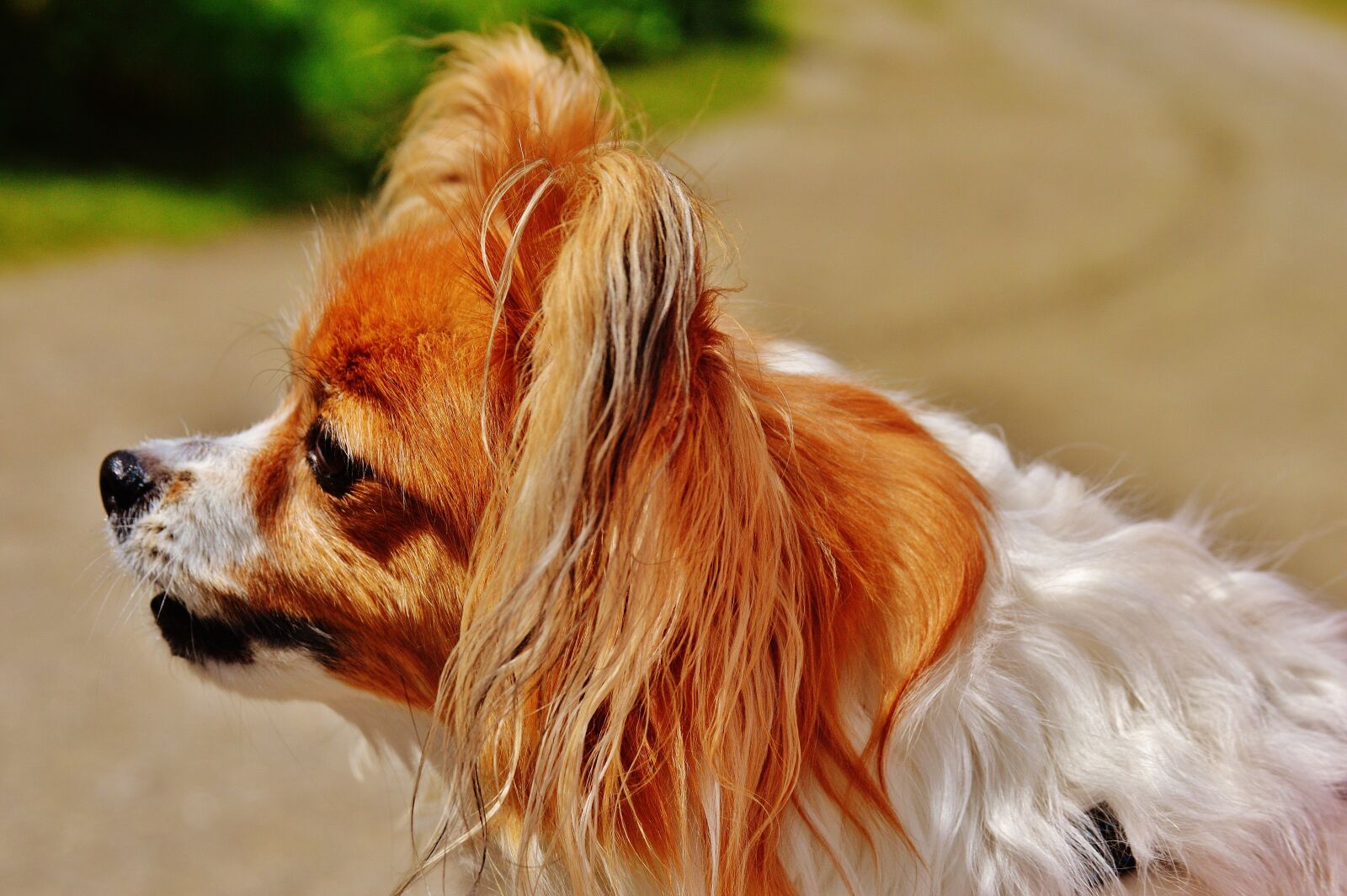 Nikon D3200 sample photo. Dog, chihuahua, cute photography
