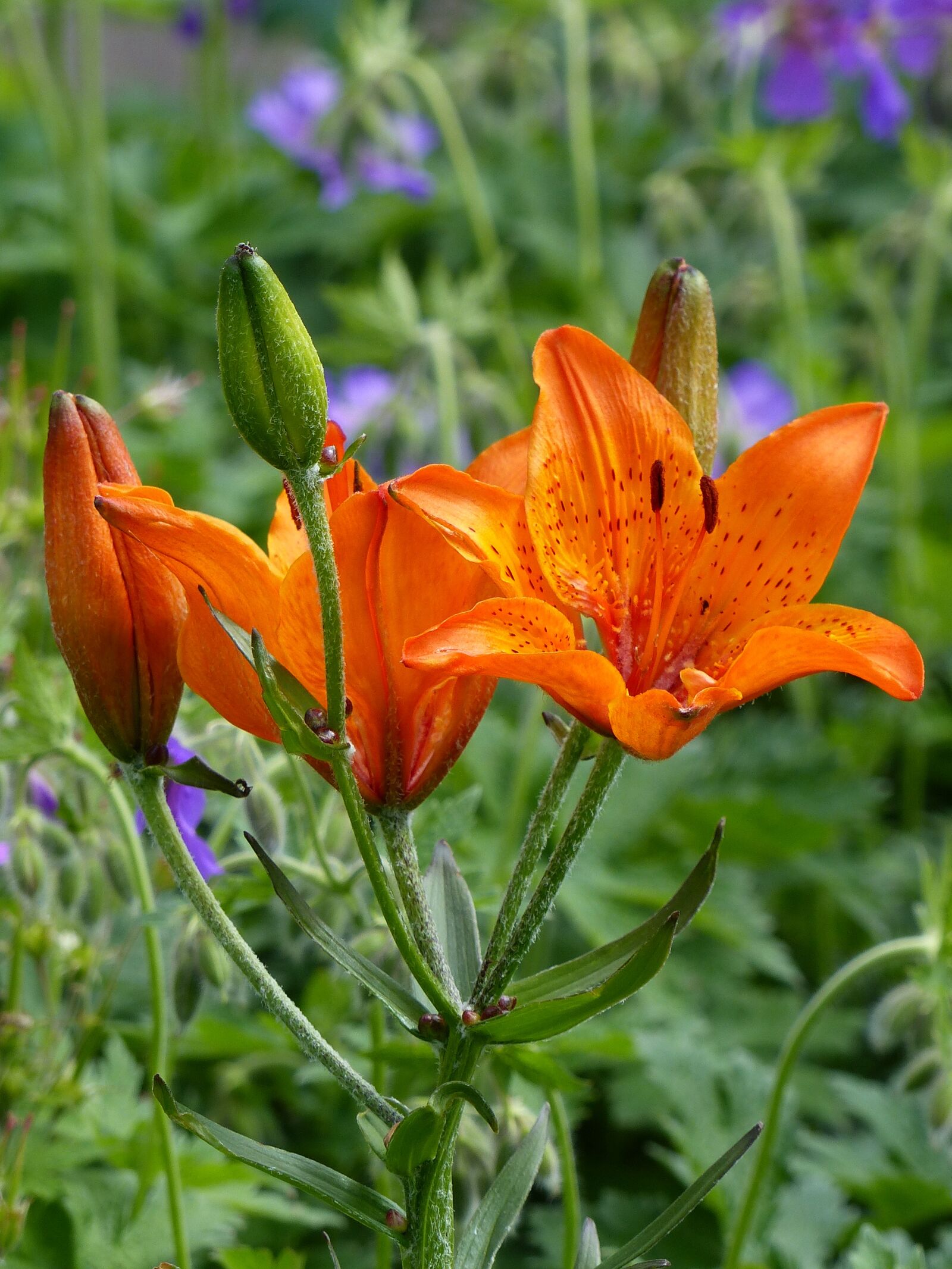 Panasonic Lumix DMC-FZ200 sample photo. Flowers, lilies, orange photography