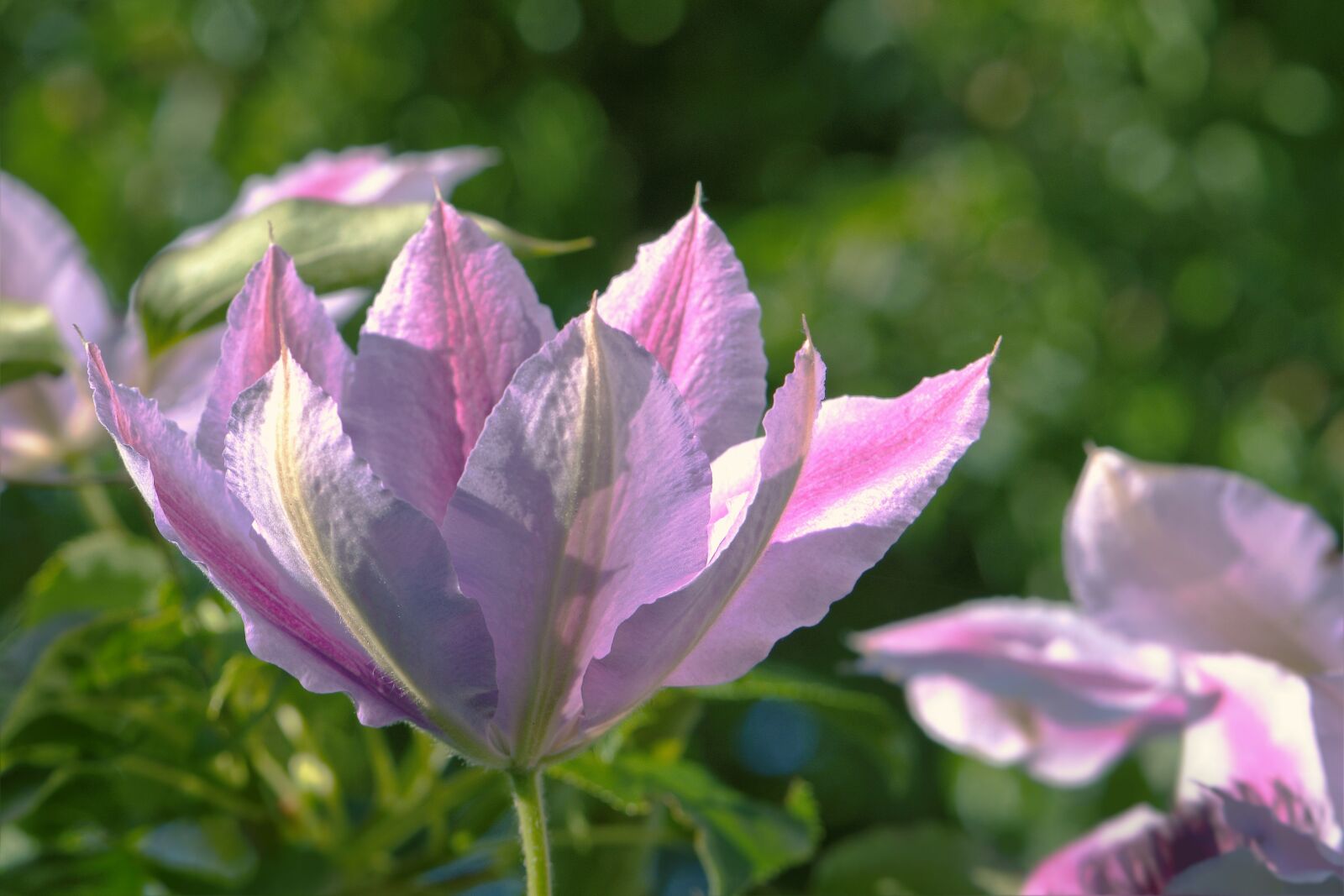 Nikon D5600 sample photo. Flower, flowers, clematis photography