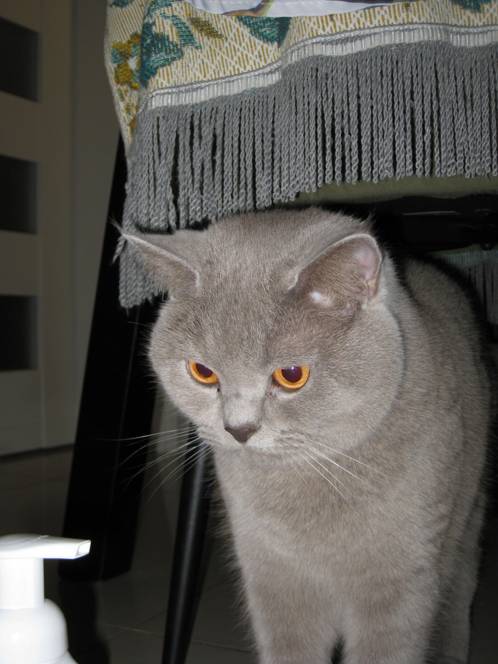 Canon PowerShot SD790 IS (Digital IXUS 90 IS / IXY Digital 95 IS) sample photo