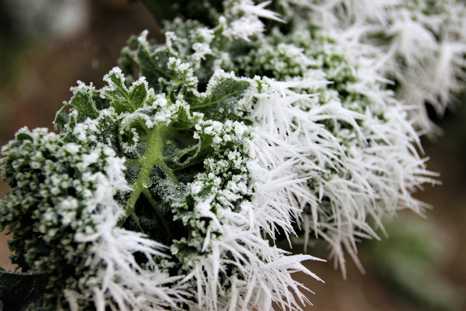 Canon EOS 600D (Rebel EOS T3i / EOS Kiss X5) sample photo. Nature, frost, winter photography