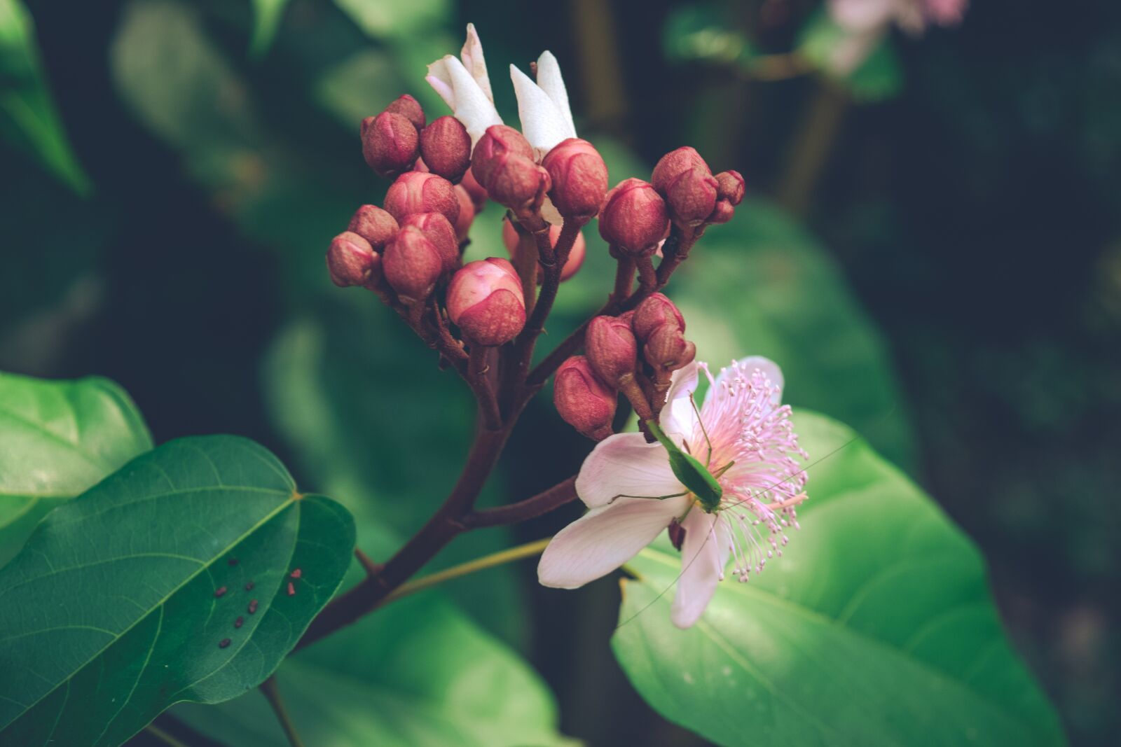 Nikon D5300 sample photo. Nature, photography, flowers photography