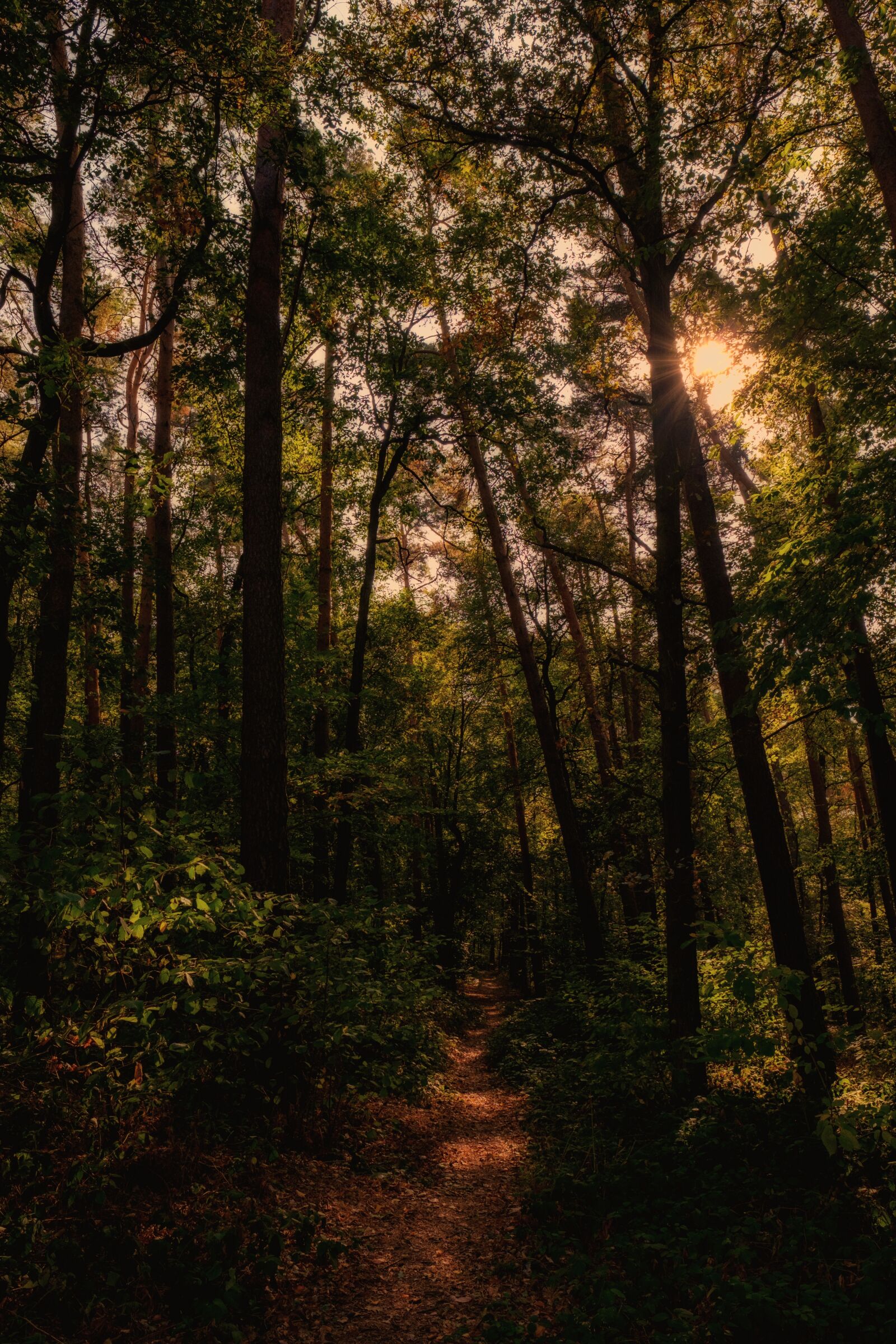 Fujifilm X-T2 + Fujifilm XF 16mm F1.4 R WR sample photo. Forest, trees, away photography