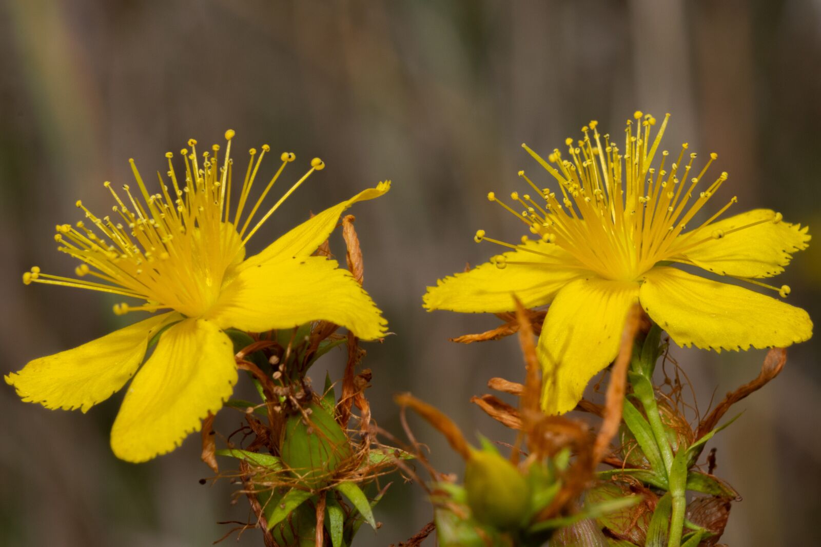 Nikon D3300 sample photo. Flowers, yellow flowers, stamens photography