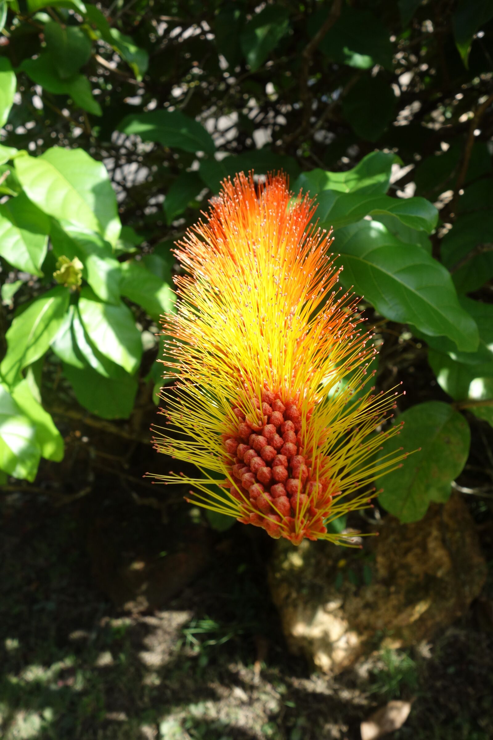 Sony Cyber-shot DSC-RX100 sample photo. Nature, flora, leaf photography