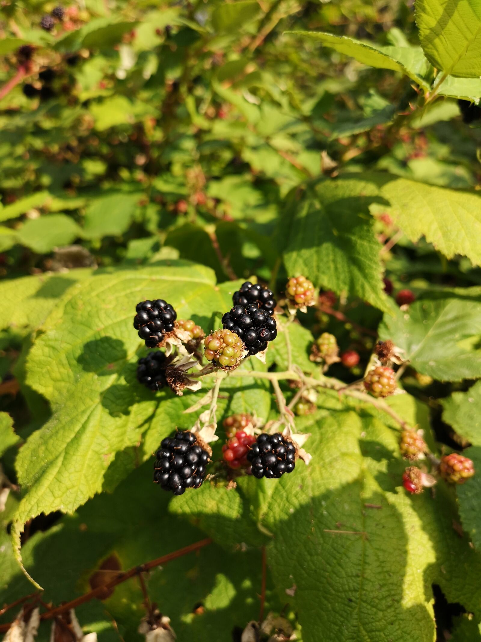 HUAWEI P20 Pro sample photo. Blackberries, blackberry, plant photography