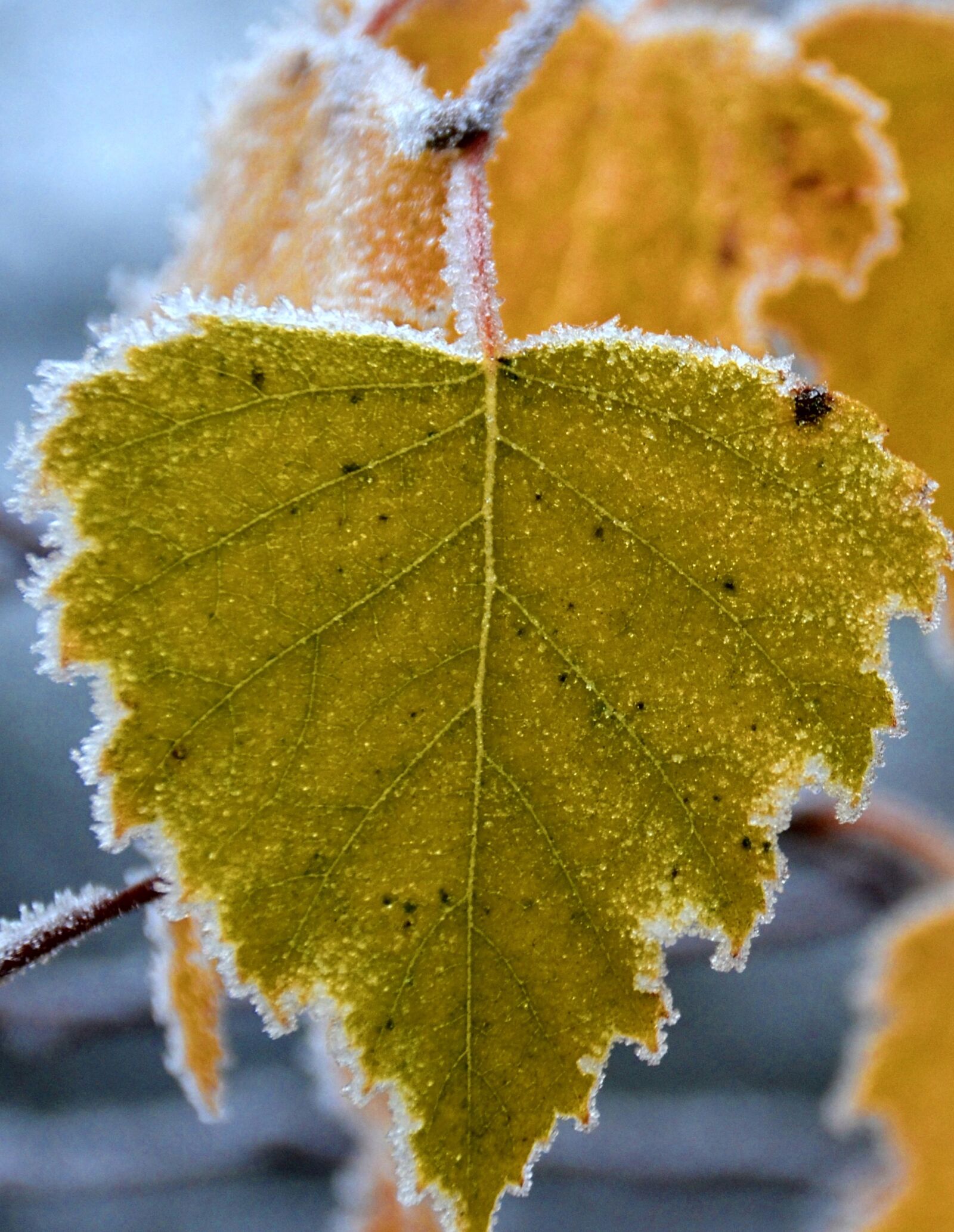 Nikon D5100 sample photo. Frost, autumn, birch leaf photography