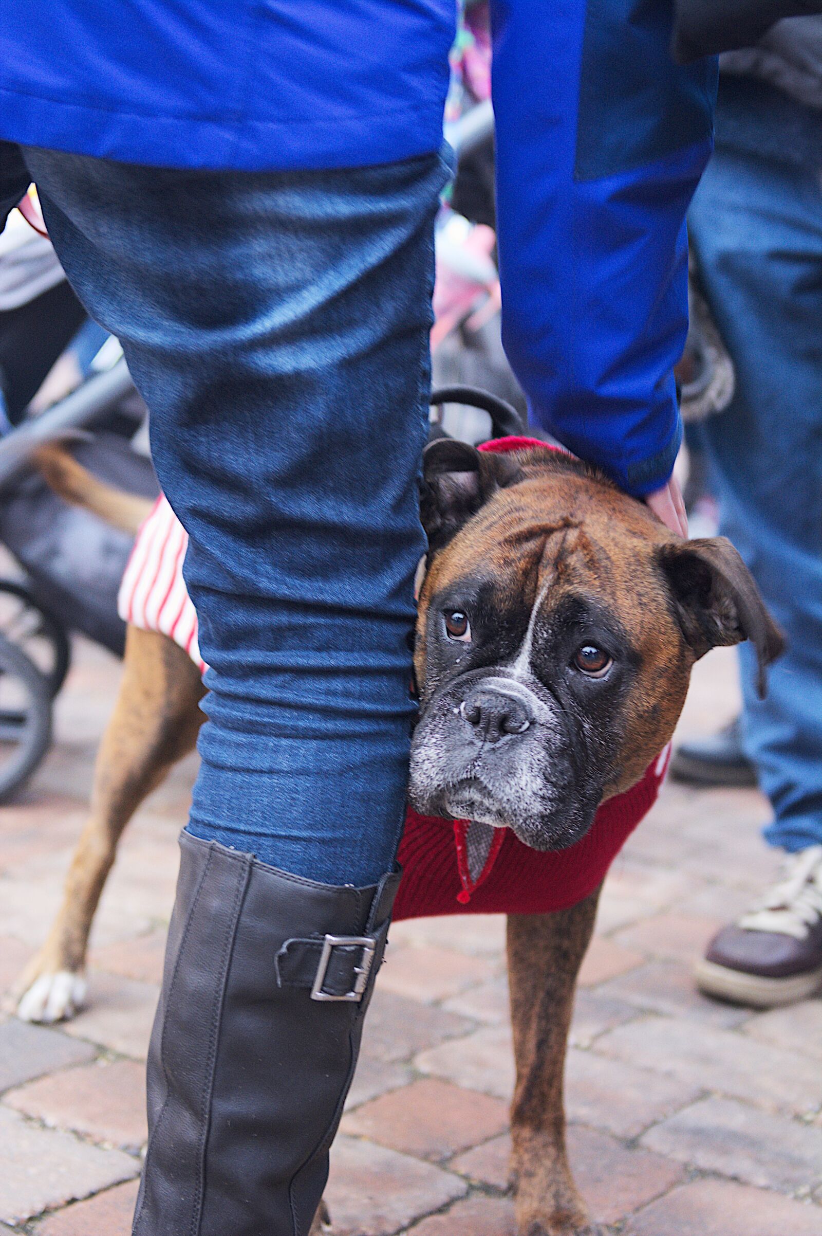 Nikon D7100 sample photo. Dog, looking, cute photography
