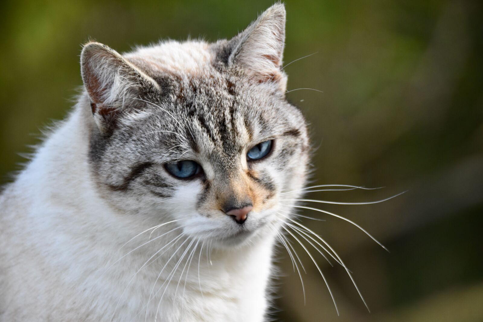 Nikon D5600 sample photo. Cat, portrait of cat photography