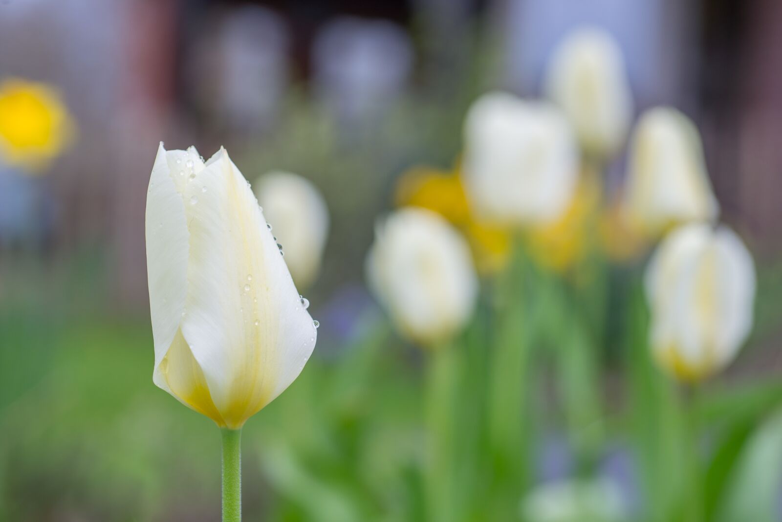 Nikon D610 sample photo. Tulip, white, green photography