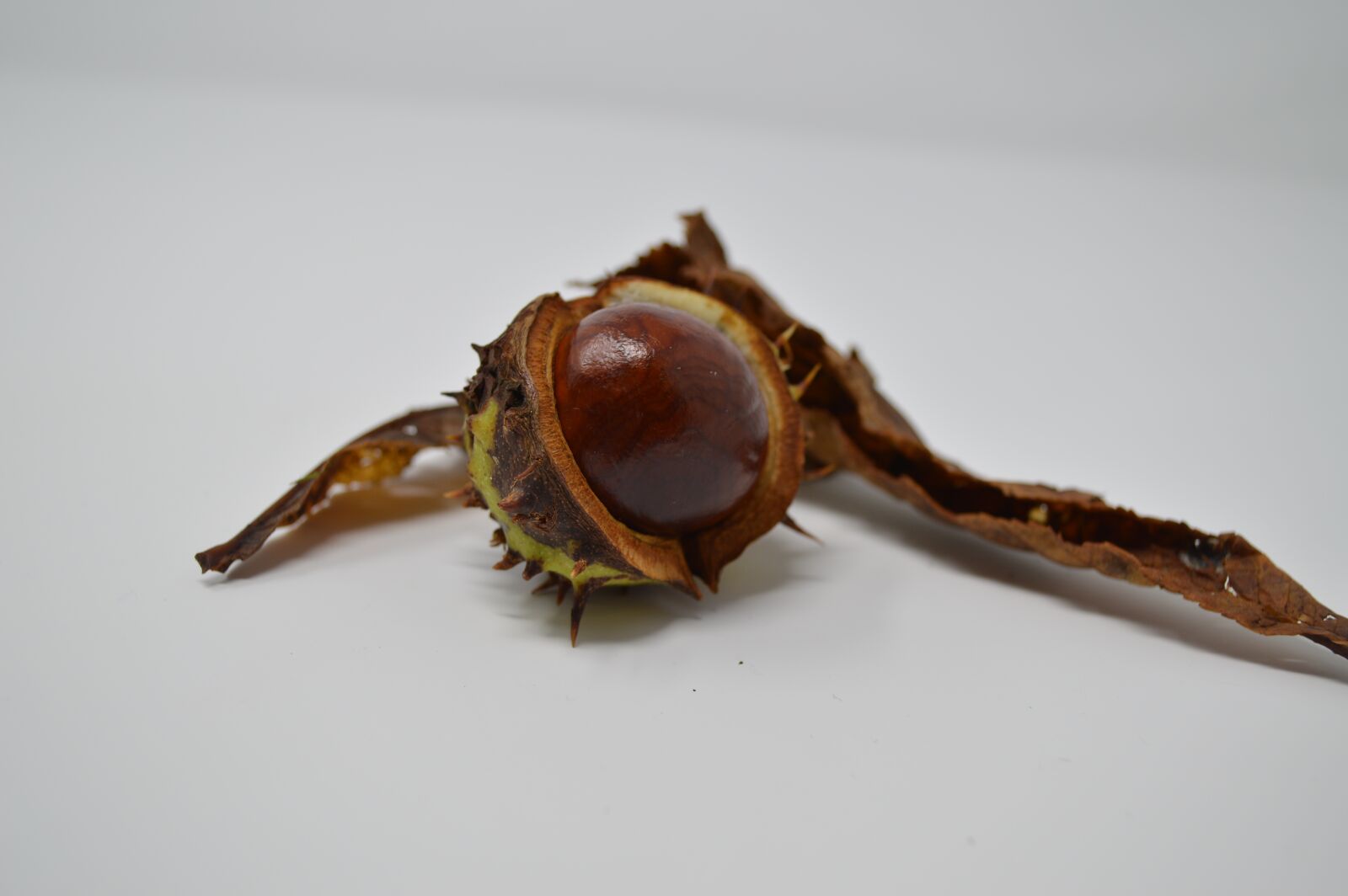 Nikon D3200 sample photo. Conker, conkers, horse chestnut photography