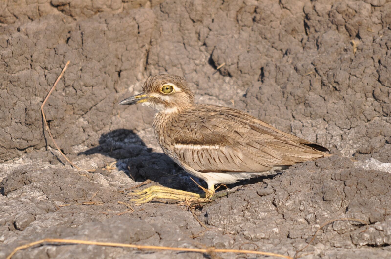 Nikon D90 sample photo. Bird, nature, wildlife photography