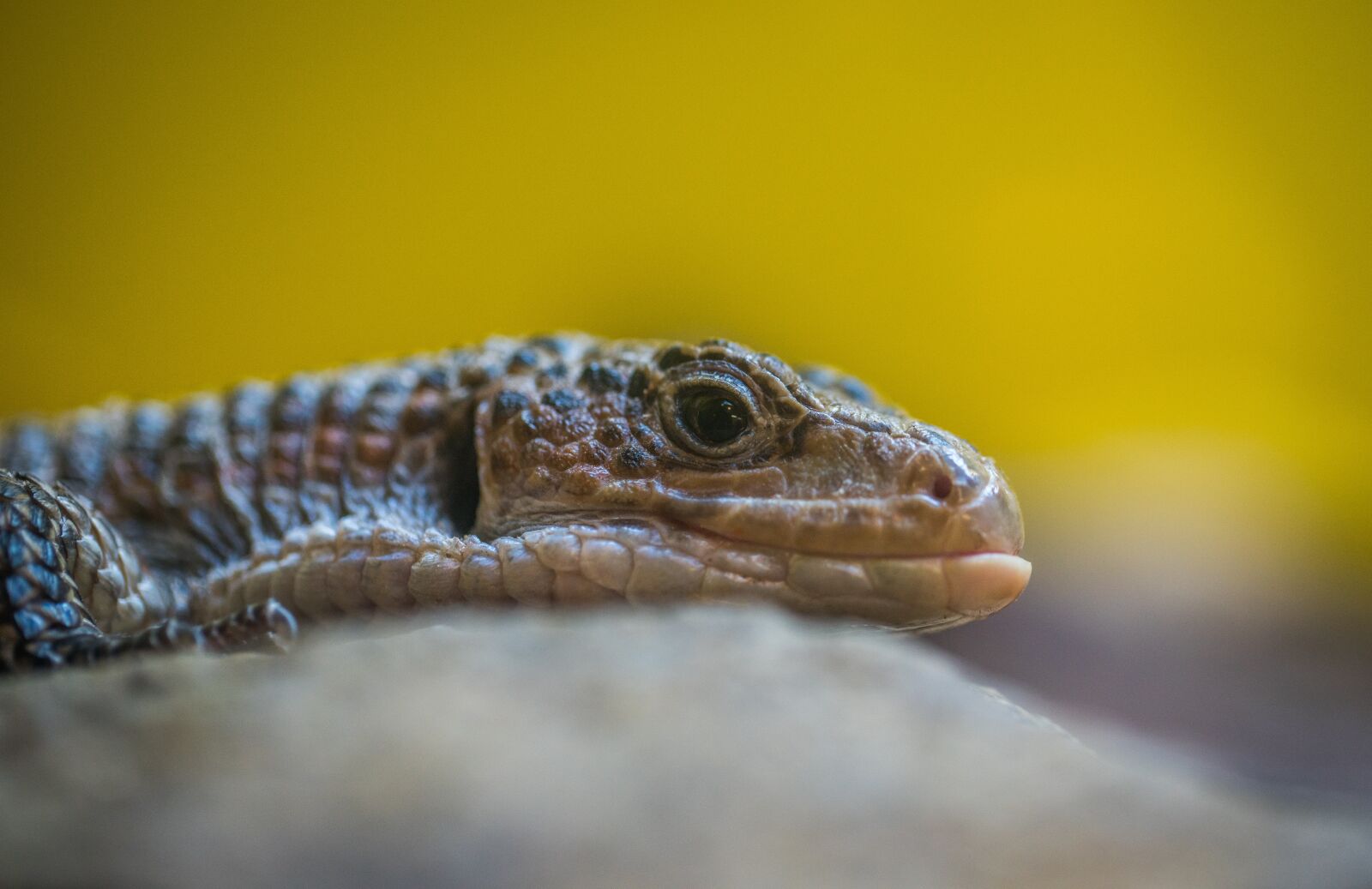 Sony a7R II + Canon EF 100mm F2.8L Macro IS USM sample photo. Reptile, lizard, living nature photography