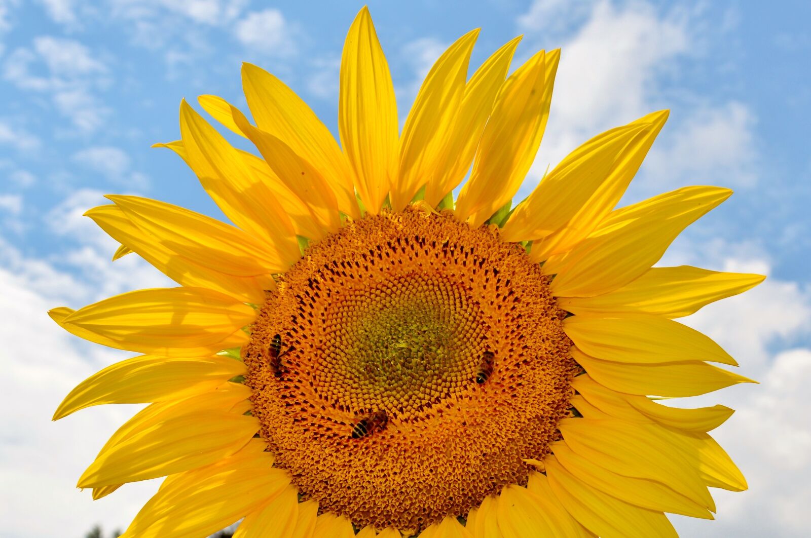 Nikon D3200 sample photo. Sunflower, flower, bees photography