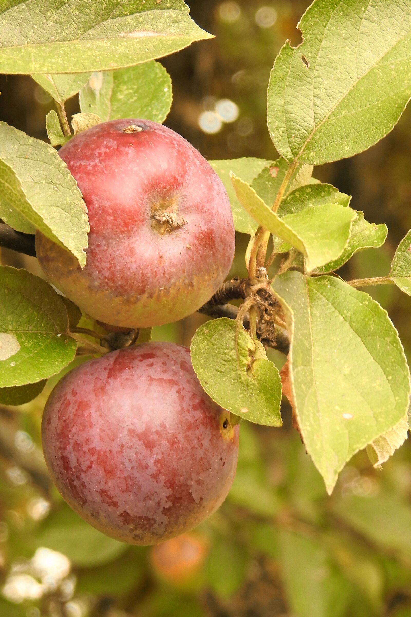 Nikon Coolpix P900 sample photo. Apple, apple tree, branch photography