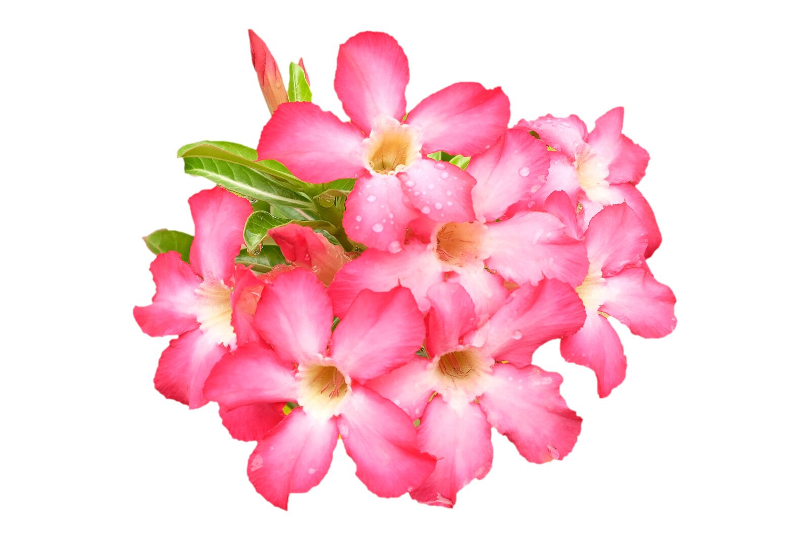 Fujifilm X-E2 sample photo. Impala lily, pink, flower photography