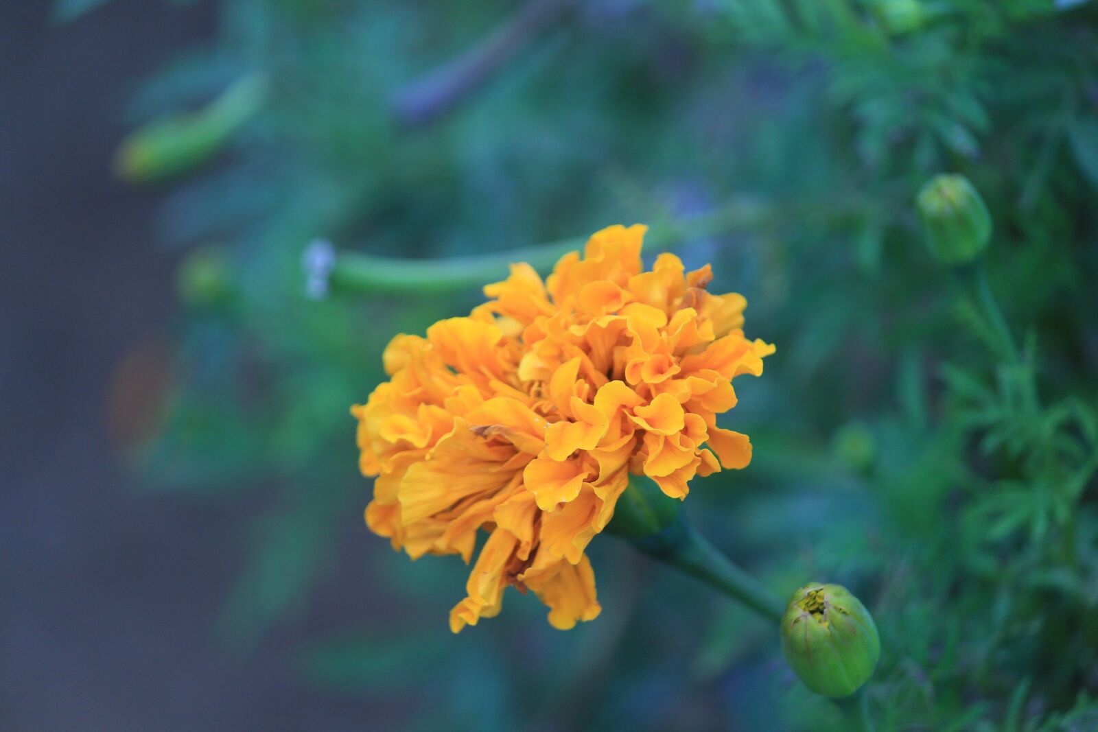 Canon EOS 700D (EOS Rebel T5i / EOS Kiss X7i) sample photo. Flower, nature, beauty photography