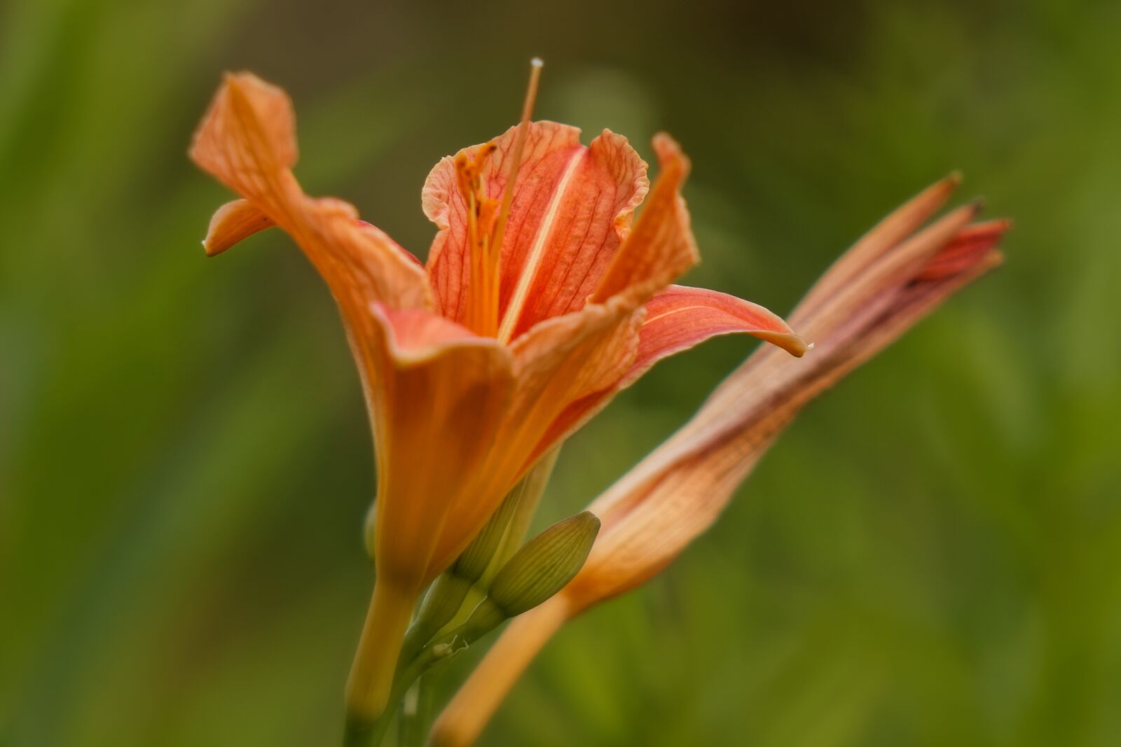 Canon EOS 500D (EOS Rebel T1i / EOS Kiss X3) sample photo. Summer, flowers, day-lily photography