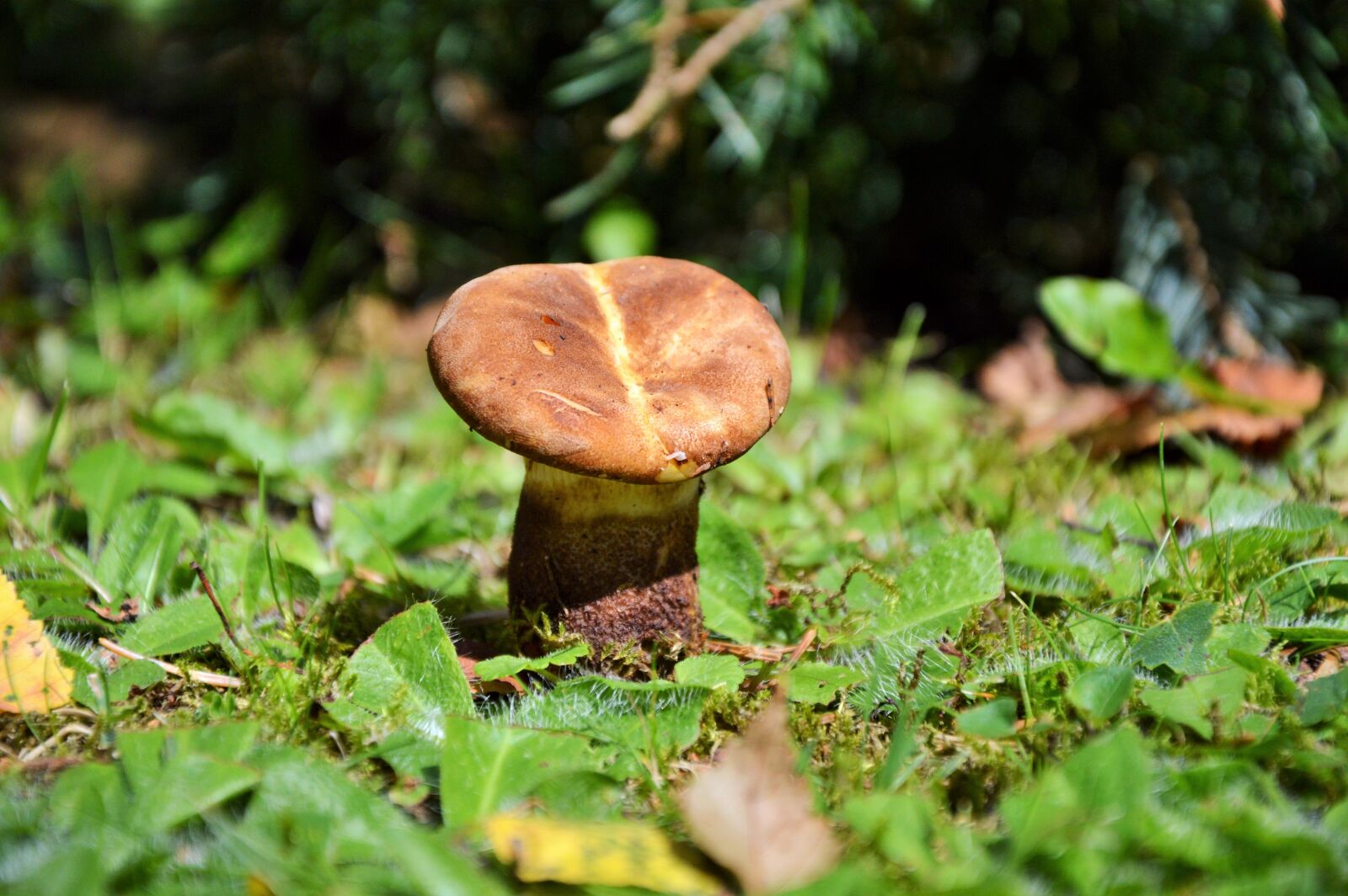 Nikon D3200 sample photo. Mushroom, disc fungus, forest photography