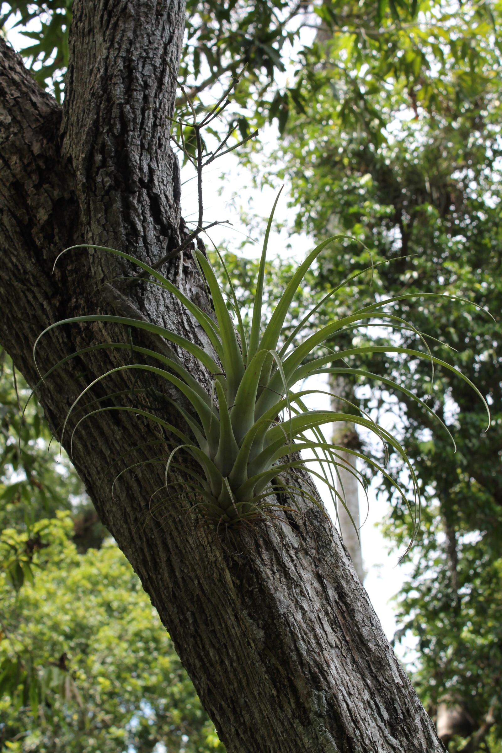 Canon EOS 1100D (EOS Rebel T3 / EOS Kiss X50) sample photo. Curujey, tillandsia recurvata, tree photography