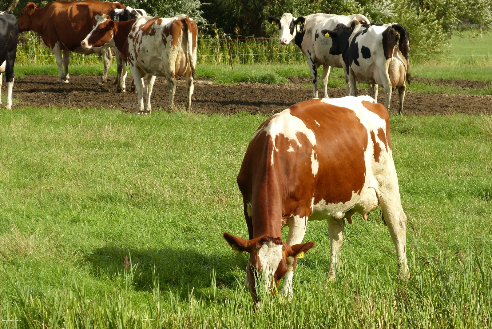 Panasonic Lumix DMC-FZ150 sample photo. Cows, netherlands, landscape photography