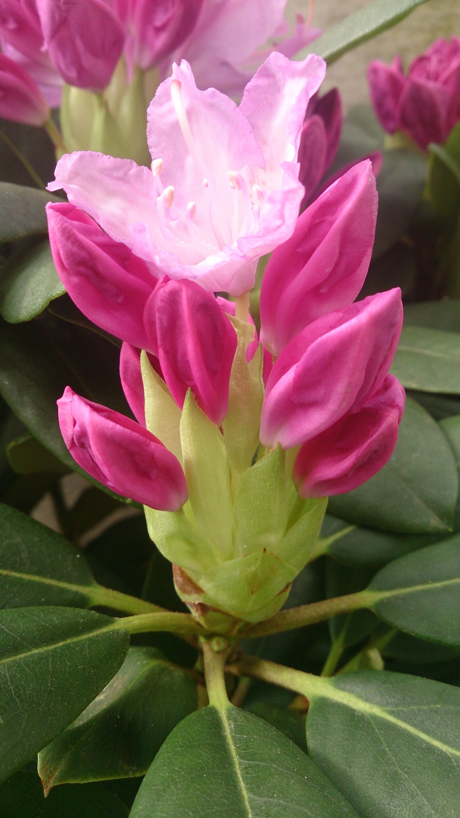 Sony Xperia Z sample photo. Flower, pink, macro photography
