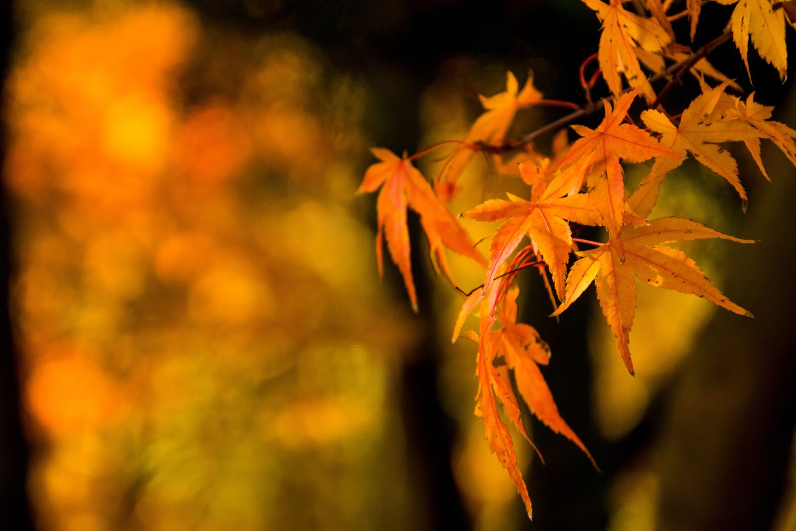 Nikon D3300 sample photo. Leaf, nature, autumn photography