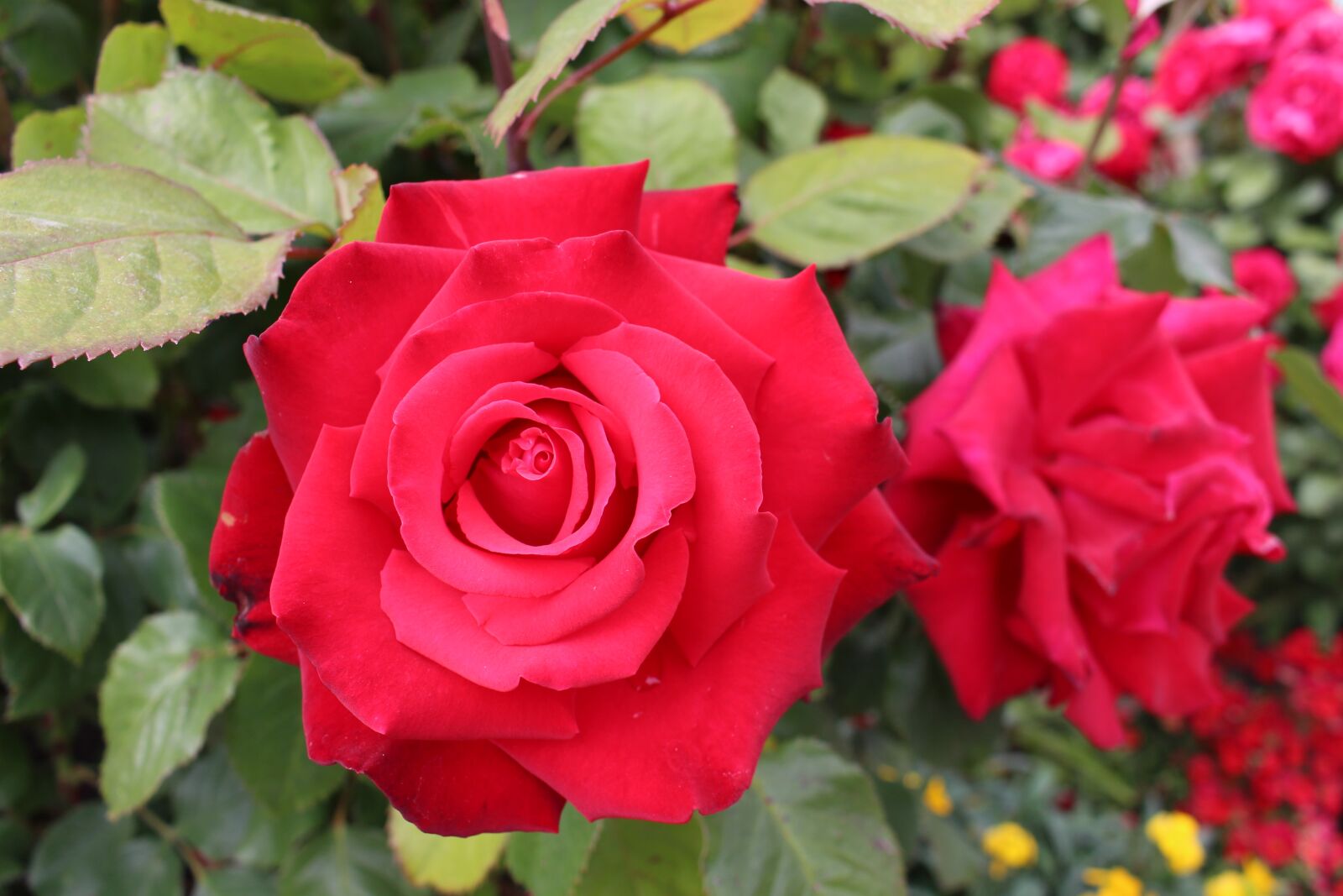 Canon EOS 700D (EOS Rebel T5i / EOS Kiss X7i) sample photo. Rose flower, roses, red photography