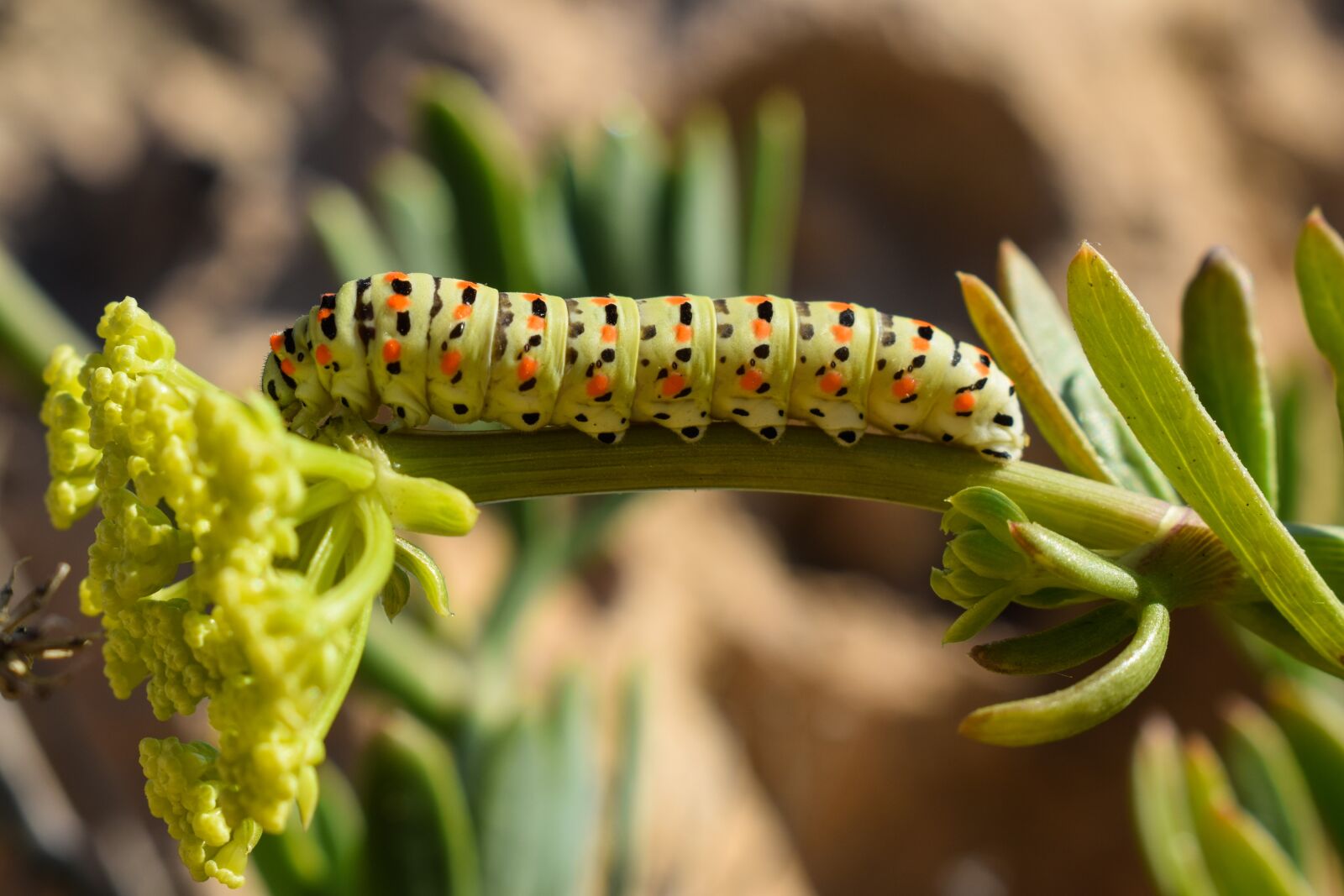 Nikon D3300 sample photo. Caterpillar, lepidoptera, animal photography