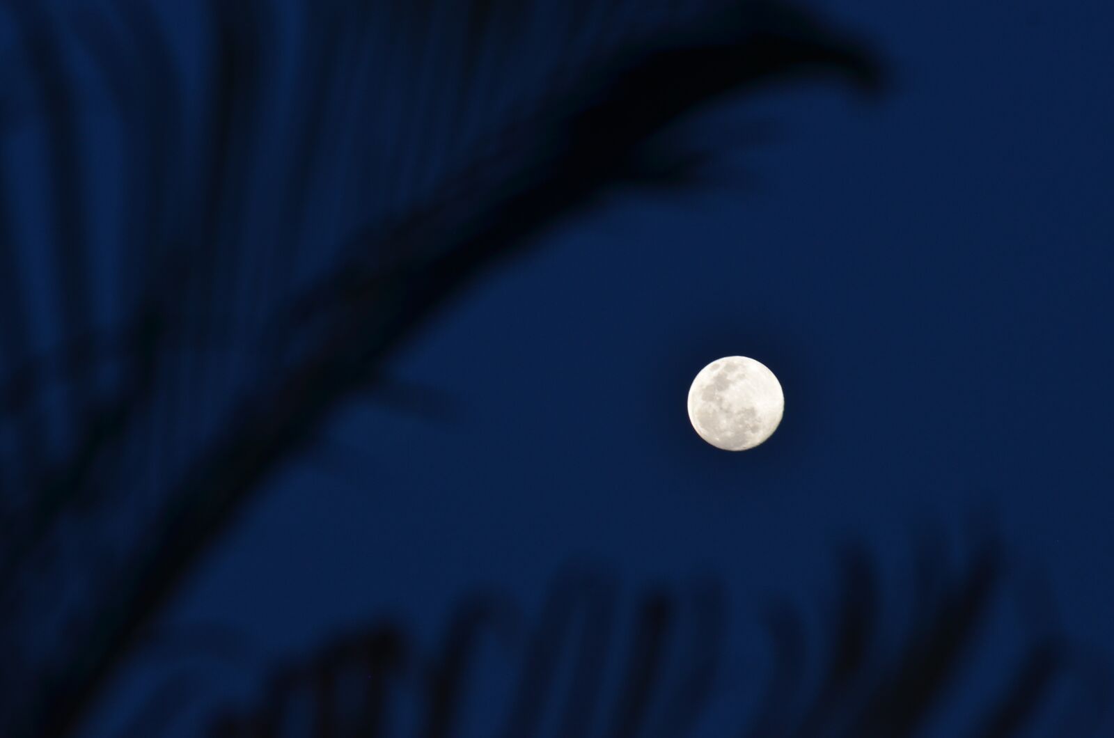 Nikon D7000 sample photo. Moon, full, nature photography