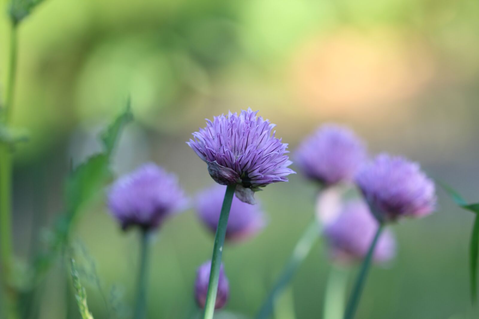 Canon EOS 600D (Rebel EOS T3i / EOS Kiss X5) + Canon EF 100mm F2.8 Macro USM sample photo. Chives, herb, plant photography