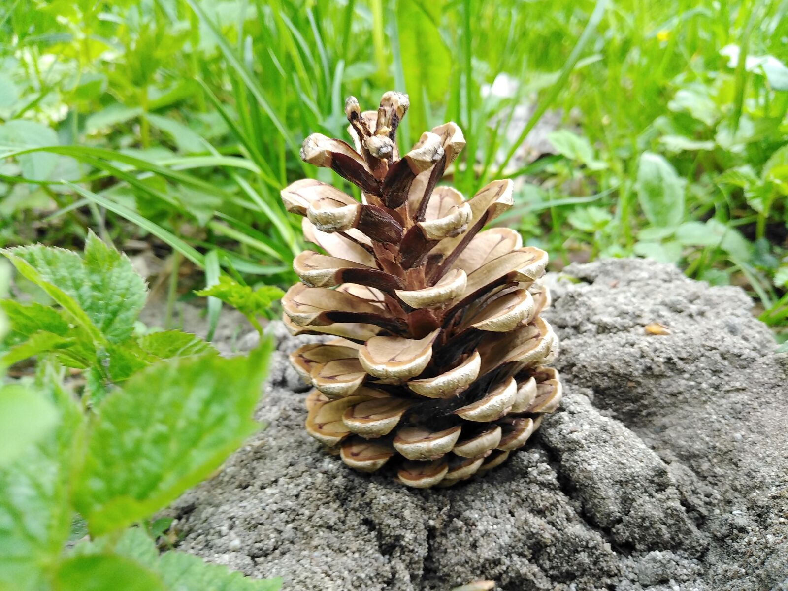 HUAWEI DUB-LX1 sample photo. Pine cone, forest, pine photography