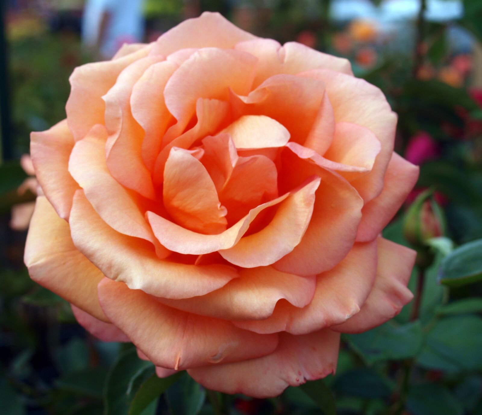 Olympus E-520 (EVOLT E-520) sample photo. Rose, flower, petal photography