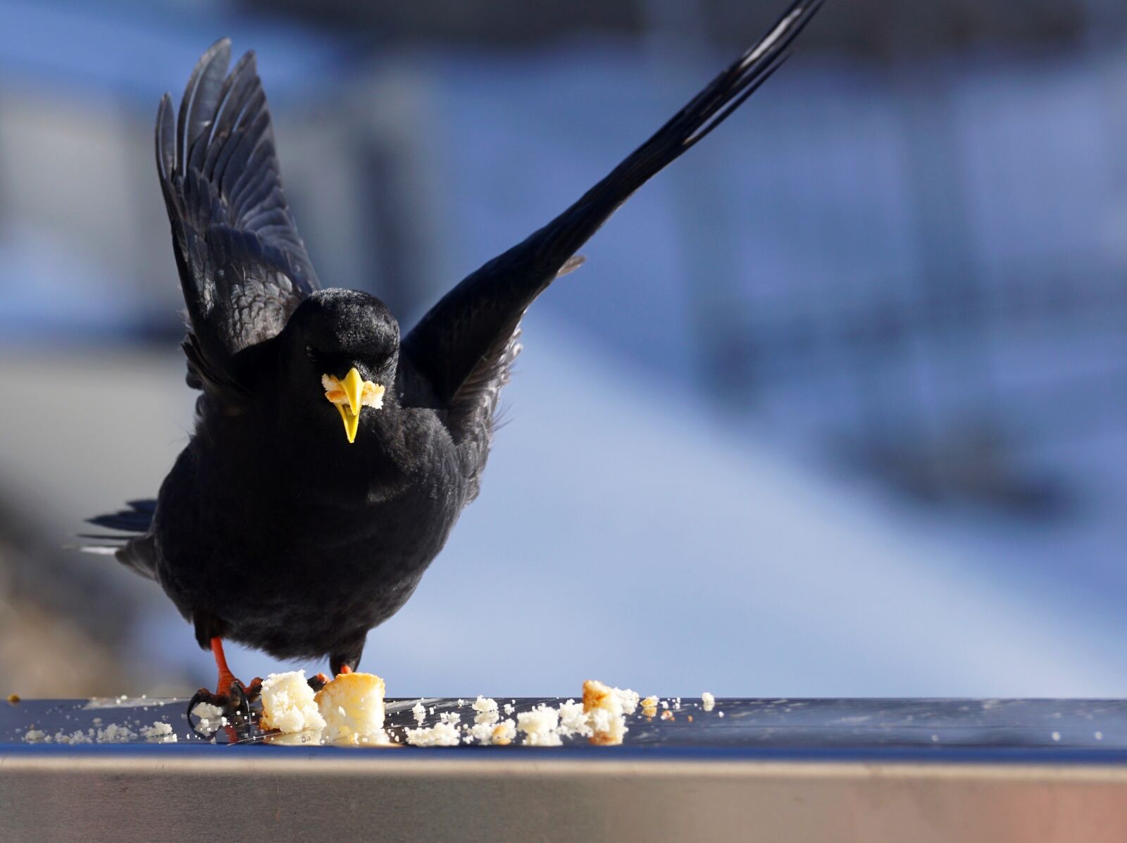 Sony DT 55-300mm F4.5-5.6 SAM sample photo. Bird, nature, jackdaw photography
