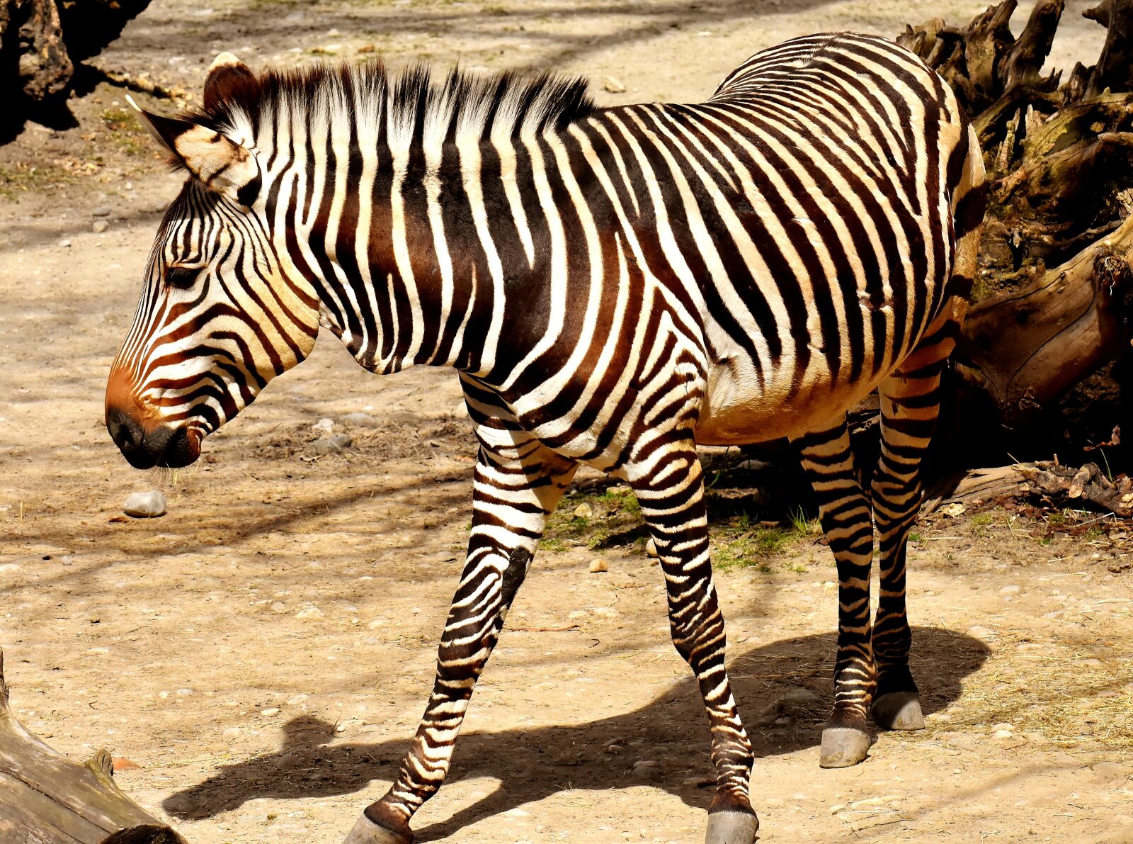 Nikon D7200 sample photo. Zebra, wild animal, zoo photography